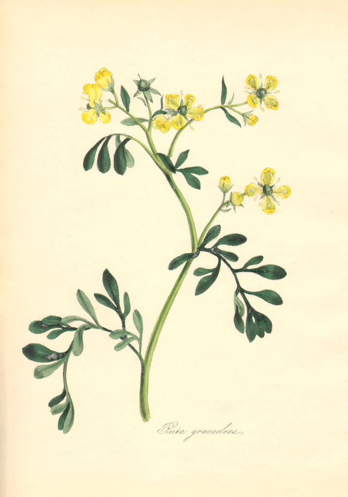 PLANTAE UTILIORES. Common Rue (Ruta graveolens) Hand colour. BURNETT 1842